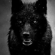 Marrok Wolf